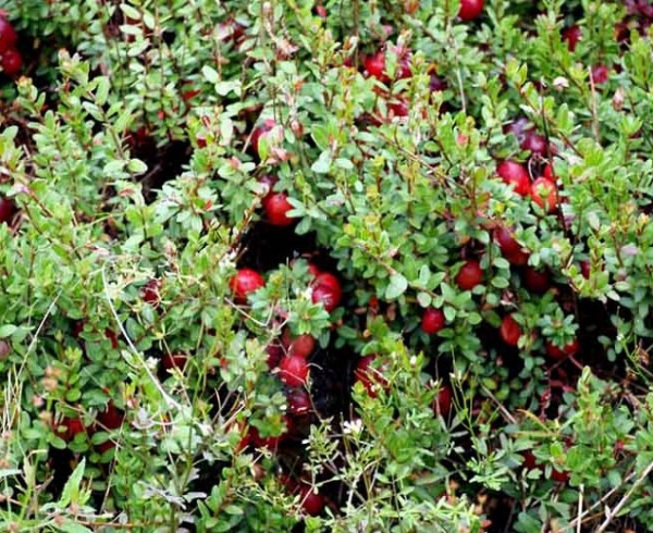 Растение Клюква крупноплодная Эрли Блэк/ Vaccinium macrocarpon 'Early Black' С3 /Н 30-40