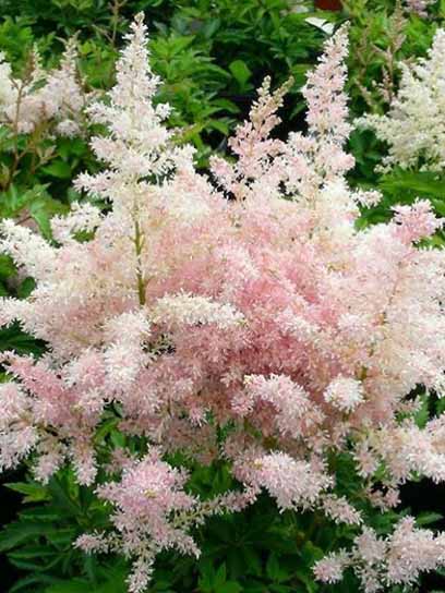 Корневище астильбы Эвропа 1 шт. 