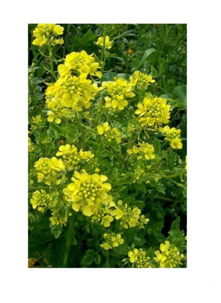 Семена Професійне насіння горчица желтая 1000 г (4820176697233)