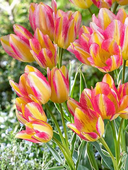 Луковица тюльпана триумф Антуанет 3 шт. 