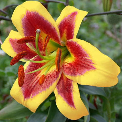 Луковица Лилия ОТ гибрид Robert Swanson 1 шт. Яскрава