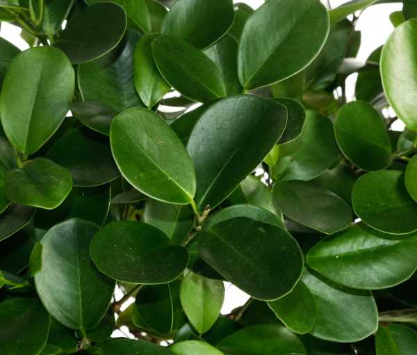 Рослина кімнатна Фікус 27/120 формований