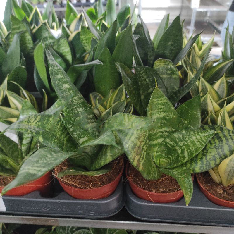 Растение Сансевиерия 9х30 микс