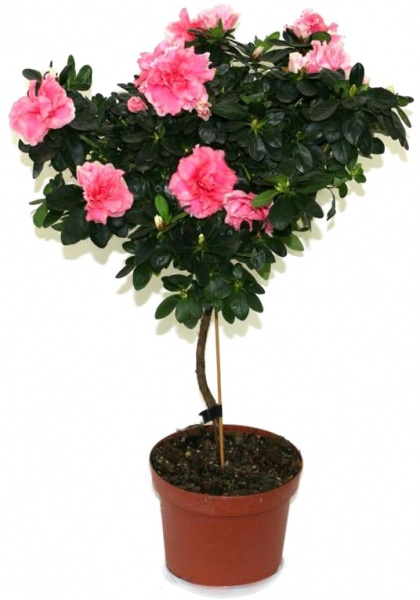 Рослина Азалія мікс на штамбі 12/30