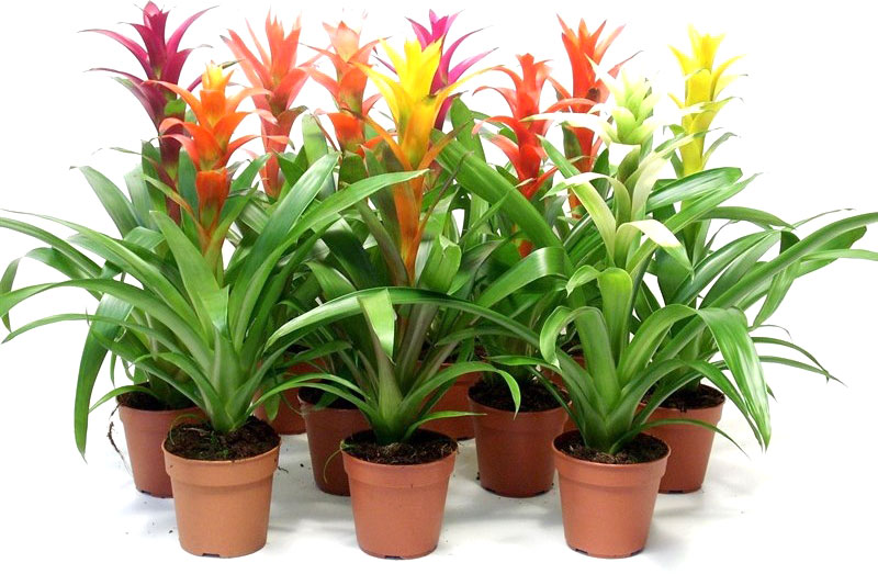 Рослина кімнатна Гузманія 12x35 мікс