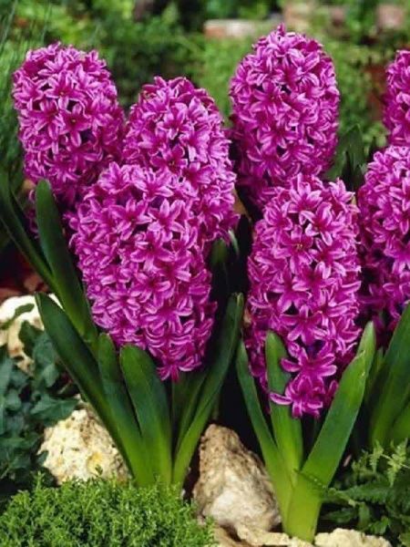 Луковица Яскрава Miss Saigon 2 шт. 