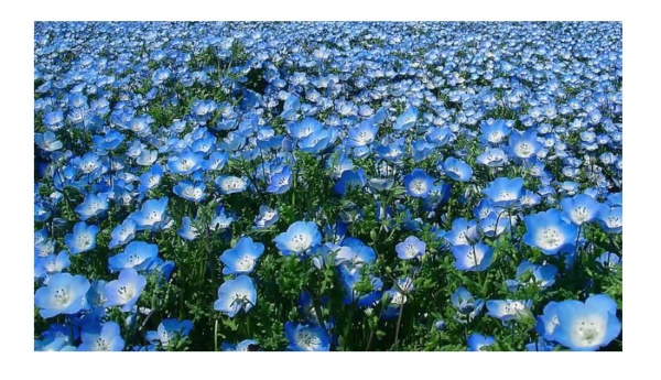 Семена Професійне насіння лен крупноцветковый 500 г (4820176697257)