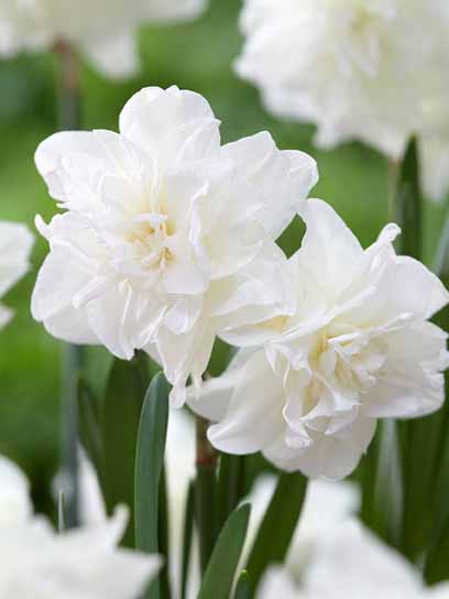 Луковица нарцисса Калгари 2 шт. 