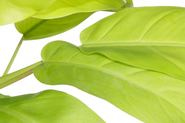 Растение комнатное Филодендрон 11/30 new