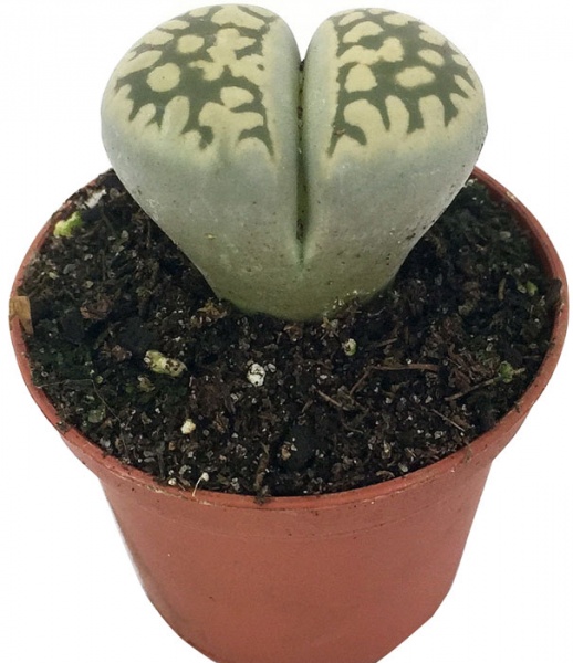 Сукулент Літопс 8,5/10