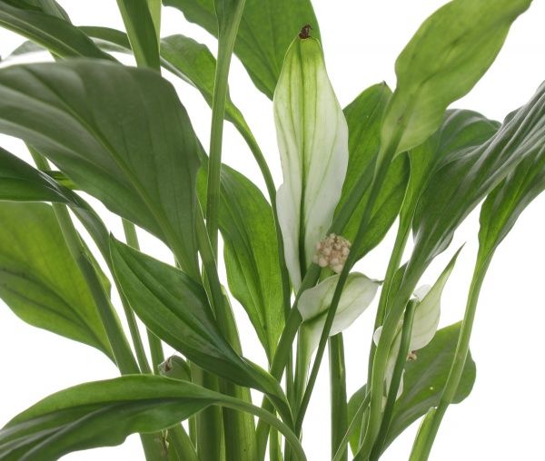 Растение Спатифилум 9х30 см