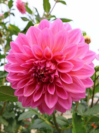 Корнеклубень георгины декоративной Роселла 1 шт. 