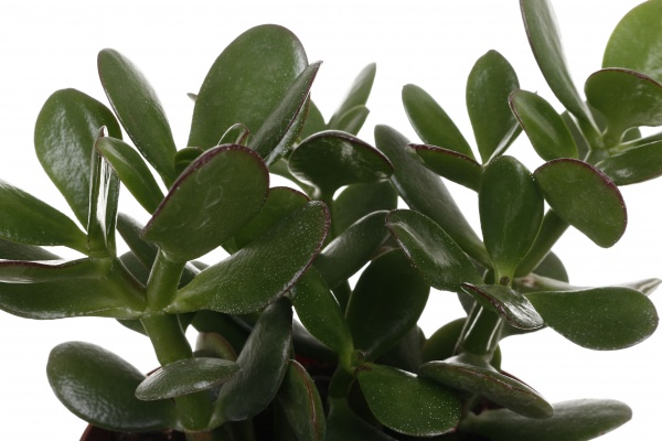 Суккулент Красула овата 12/15