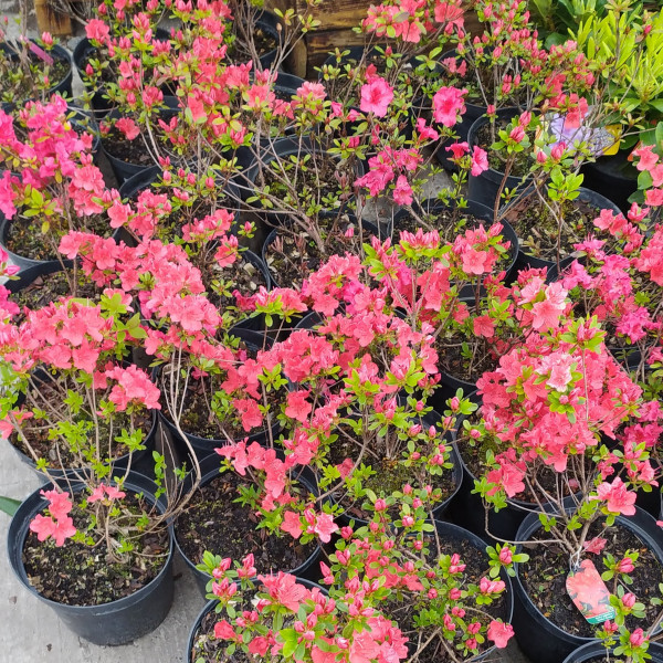 Рослина Рододендрон тупий в асортименті/Rhododendron obtusum, С4