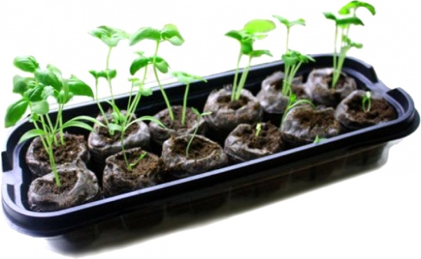 Міні-парник з таблетками 12