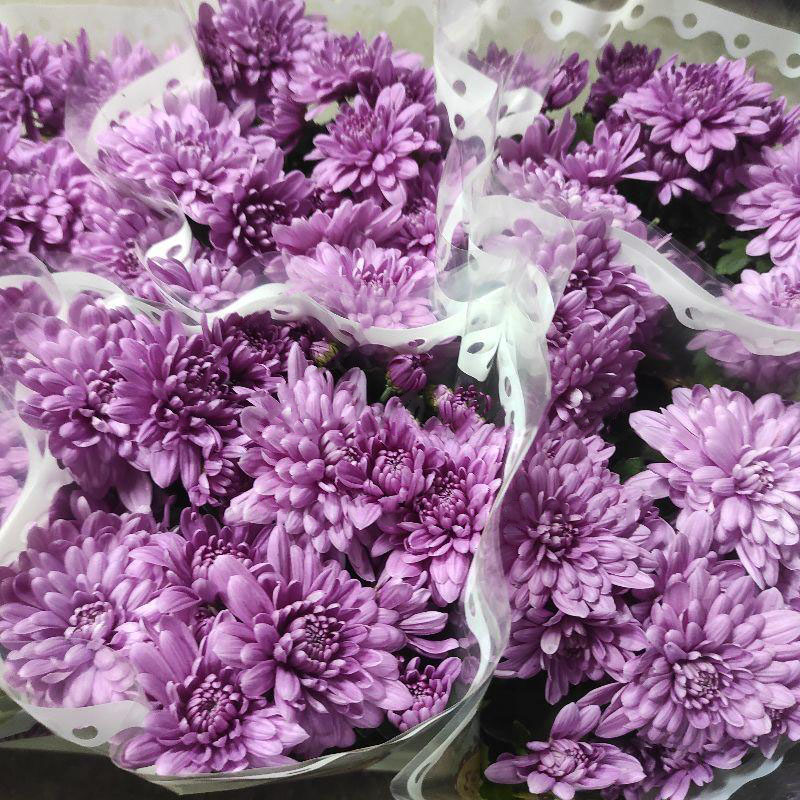 Рослина Хризантема 12x25 махрова рожево-пурпурний мiкс