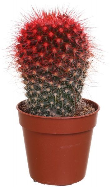 Рослина Кактус різнокольоровий 5/8