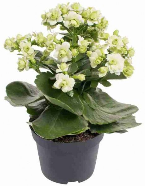 Растение Каланхоэ Розалин микс (12/25)