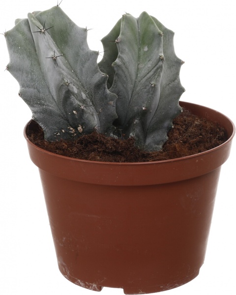 Растение Кактус микс d14/h20