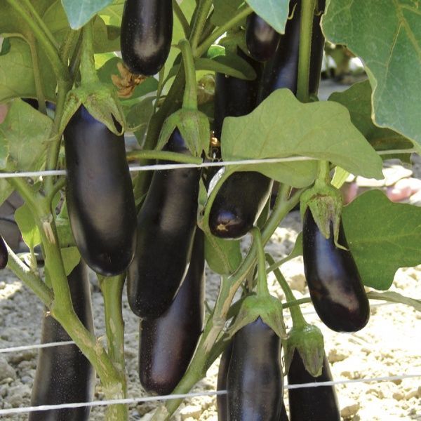 Семена Професійне насіння баклажан Дестан F1 15 шт. (4820176693860)