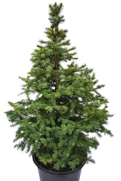 Ель живая колючая 1,0-1,1 м