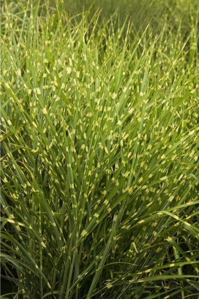 Рослина Міскантус китайський Zebrinus