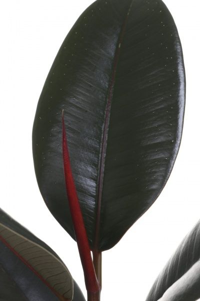 Растение комнатное Фикус Еластика Абиджан 12х40