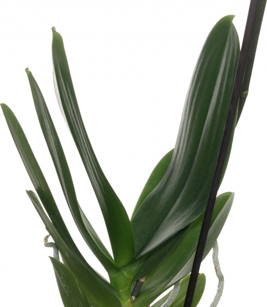 Растение комнатное Фаленопсис микс 1 ствол d12/90 см