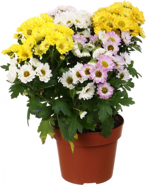 Растение Хризантема росси микс в горшке d14/h25