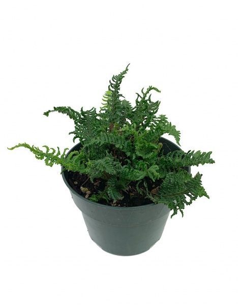 Растение декоративное Лотос К Щитовник родственный (Dryopteris affinis 'Crispa Congesta')