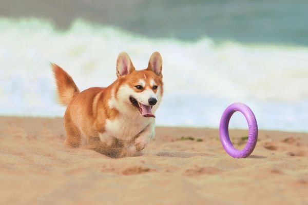 Снаряд тренировочный Puller Midi для собак 20 см