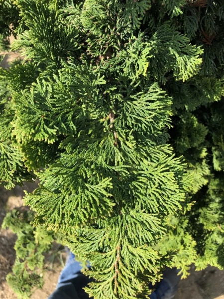 Растение Кипарисовик тупой / Chamaecyparis obtusa Gracilis, С5