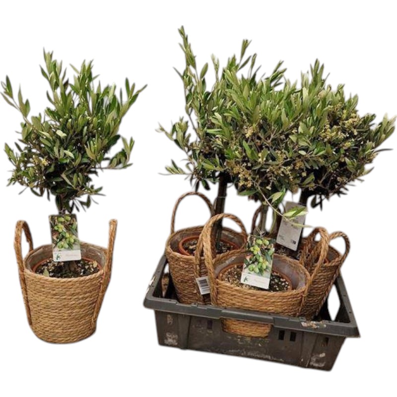 Растение Оливковое дерево 20х65 в декоративном кашпо