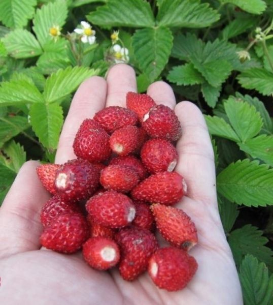 Саженец Брусвяна Земляника Али-Баба 0,5 л