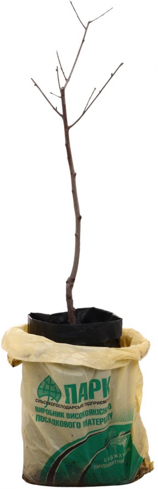 Рослина Персик в асортименті 3р (з/к)