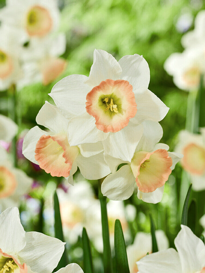 Луковица нарцисса Космополитен 3 шт. TUBERBULB Export B.V.