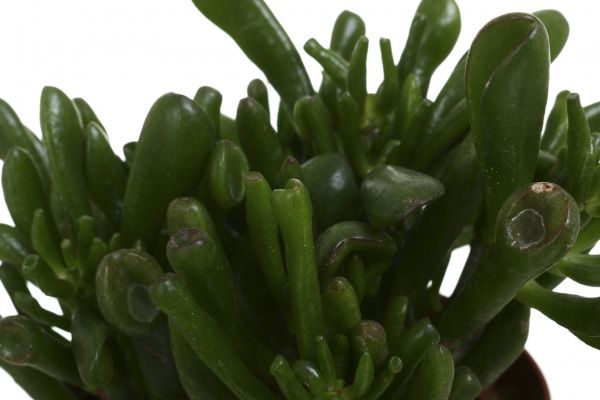 Растение комнатное Крассула 12х20 см