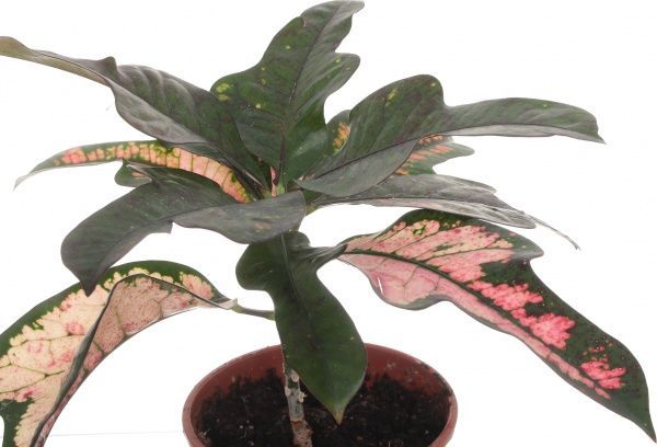 Растение Кротон микс 12/30