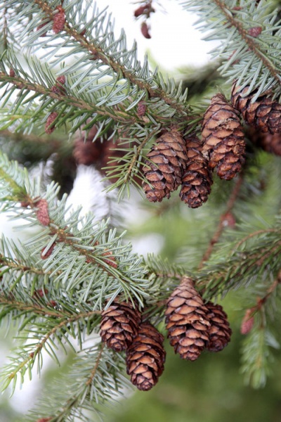 Ель сербская / Picea omorica C20 H100-120