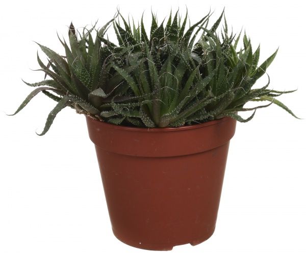 Растение комнатное Алоэ микс 12х15 см