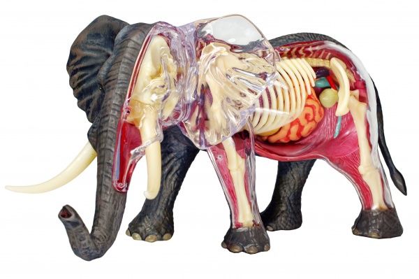 Объемная анатомическая модель 4D Master Слон FM-622037