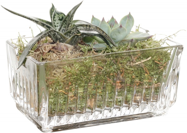 Растение Сукулент декор d6