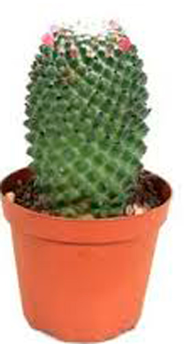 Кактус мамилярия толука d11/h12