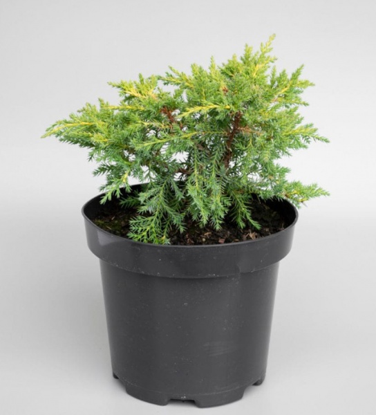 Растение Можжевельник средний Gold Star (V21-S23 30+ C7.5)