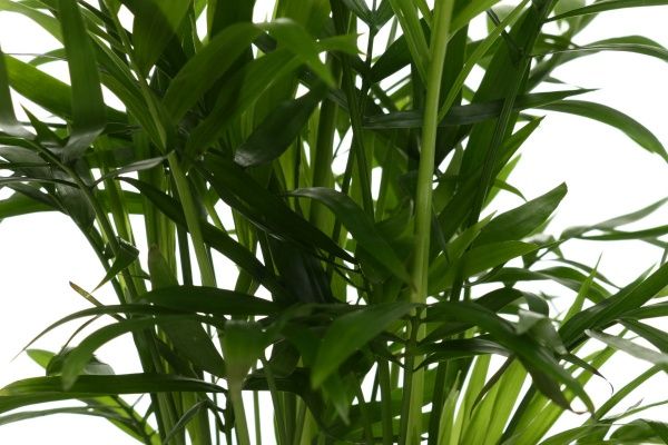 Рослина Хамедорея 17х70 см