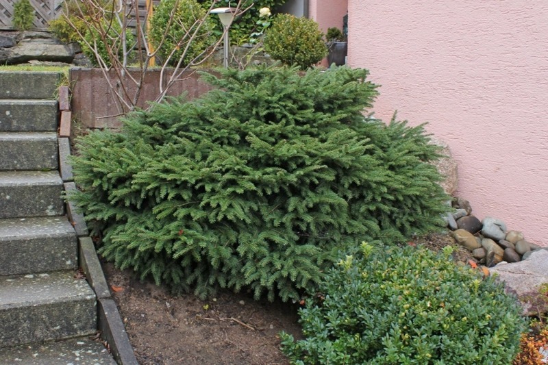 Растение Ель NidiformisC5