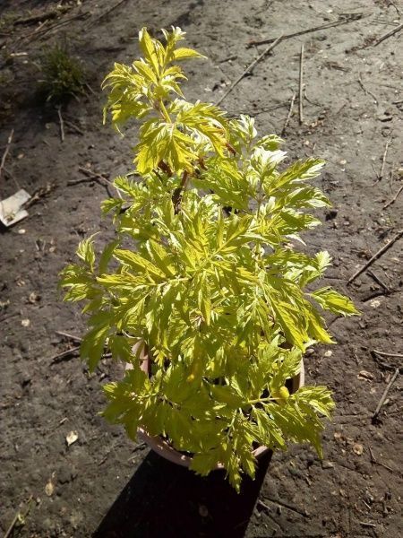 Саженец Бузина золотистая Aurea С3