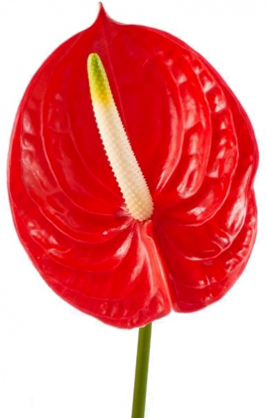 Растение Антуриум Ред d12/h42