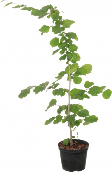 Саженец Dekoplant фундук 2р (C7)