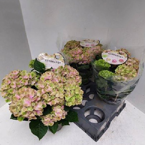 Рослина Гортензія 15х40 Rembrandt ніжно-рожева
